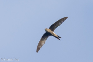 Fork-tailed Swift-221020-156MSDCF-FYP07100-W.jpg