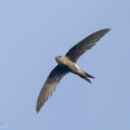 Fork-tailed Swift-221020-156MSDCF-FYP07100-W.jpg