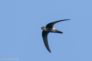 Fork-tailed Swift-260113-149FRYAP-FYA06367-W.jpg