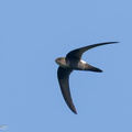 Fork-tailed Swift-260113-149FRYAP-FYA06367-W.jpg