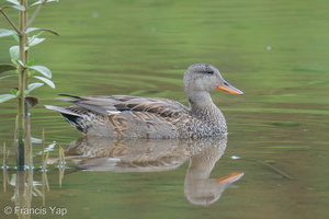 Gadwall-201204-126MSDCF-FYP01804-W.jpg