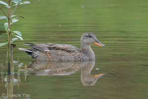 Gadwall-201204-126MSDCF-FYP02013-W.jpg
