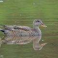 Gadwall-201204-126MSDCF-FYP02013-W.jpg