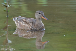 Gadwall-201204-126MSDCF-FYP02471-W.jpg