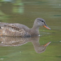 Gadwall-201204-126MSDCF-FYP02479-W.jpg