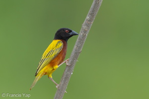 Golden-backed Weaver-120624-111EOS1D-FYAP9287-W.jpg (4524 visits) Golden-backed Weaver at Lorong Halus Golden-backed Weaver-120624-111EOS1D-FYAP9287-W.jpg