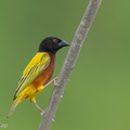 Golden-backed Weaver-120624-111EOS1D-FYAP9287-W.jpg