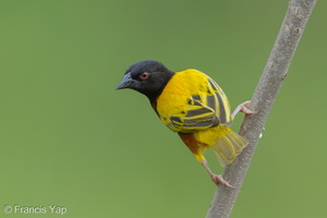 Golden-backed Weaver-120624-111EOS1D-FYAP9296-W.jpg (4419 visits) Golden-backed Weaver at Lorong Halus Golden-backed Weaver-120624-111EOS1D-FYAP9296-W.jpg