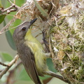 Golden-bellied_Gerygone-110327-101EOS1D-FYAP4366-W.jpg