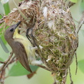 Golden-bellied_Gerygone-110329-101EOS1D-FYAP4788-W.jpg
