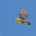 Golden-bellied_Gerygone-260510-188FRYAP-FYA00504-W.jpg