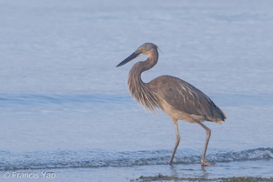 Great-billed Heron-190721-118ND500-FYP_6871-W.jpg