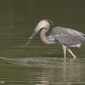 Great-billed_Heron-230624-207MSDCF-FYP00459-W.jpg