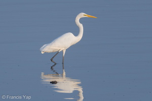 Great Egret-180404-108ND500-FYP_9992-W.jpg