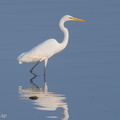 Great Egret-180404-108ND500-FYP_9992-W.jpg