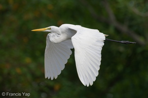 Great Egret-220109-136MSDCF-FRY00735-W.jpg (4567 visits) Great Egret at Sungei Buloh Wetland Reserve Great Egret-220109-136MSDCF-FRY00735-W.jpg