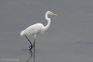 Great Egret-250928-124FRYAP-FYA05811-W.jpg (187 visits) Great Egret at Sungei Buloh Wetland Reserve Great Egret-250928-124FRYAP-FYA05811-W.jpg