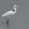 Great Egret-250928-124FRYAP-FYA05811-W.jpg