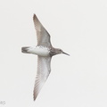 Great_Knot-160814-103EOS1D-F1X24684-W.jpg