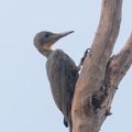 Great_Slaty_Woodpecker-180511-109ND500-FYP_6586-W.jpg