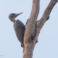 Great Slaty Woodpecker-180511-109ND500-FYP_6588-W.jpg