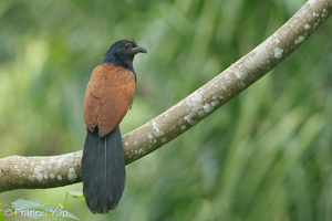 Greater Coucal-120516-111EOS1D-FYAP1788-W.jpg (4627 visits) Greater Coucal at Venus Drive Greater Coucal-120516-111EOS1D-FYAP1788-W.jpg