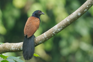Greater Coucal-120516-111EOS1D-FYAP1922-W.jpg (4610 visits) Greater Coucal at Venus Drive Greater Coucal-120516-111EOS1D-FYAP1922-W.jpg