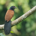Greater_Coucal-120516-111EOS1D-FYAP1922-W.jpg
