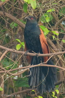 Greater Coucal-210318-105MSDCF-FRY00110-W.jpg (4674 visits) Greater Coucal at Hindhede Nature Park Greater Coucal-210318-105MSDCF-FRY00110-W.jpg