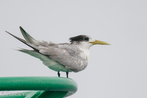 Greater Crested Tern-201018-120MSDCF-FYP00338-W.jpg