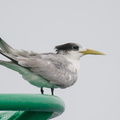 Greater Crested Tern-201018-120MSDCF-FYP00338-W.jpg