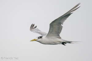 Greater Crested Tern-201018-120MSDCF-FYP01258-W.jpg (4622 visits) Greater Crested Tern at Singapore Strait Greater Crested Tern-201018-120MSDCF-FYP01258-W.jpg