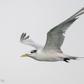 Greater_Crested_Tern-201018-120MSDCF-FYP01258-W.jpg