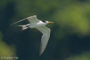 Greater Crested Tern-210809-118MSDCF-FRY00750-W.jpg (4638 visits) Greater Crested Tern at Pulau Ubin Greater Crested Tern-210809-118MSDCF-FRY00750-W.jpg