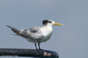 Greater Crested Tern-240928-246MSDCF-FYP03822-W.jpg (1820 visits) Greater Crested Tern at Singapore Strait Greater Crested Tern-240928-246MSDCF-FYP03822-W.jpg