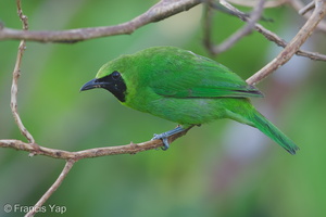 Greater Green Leafbird-150506-120EOS1D-FY1X9782-W.jpg