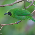 Greater_Green_Leafbird-150506-120EOS1D-FY1X9782-W.jpg