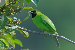 Greater Green Leafbird-211126-129MSDCF-FRY03817-W.jpg