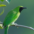 Greater Green Leafbird-211126-129MSDCF-FRY03888-W.jpg
