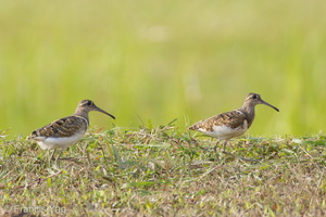 Greater Painted-snipe-110902-105EOS1D-FYAP0760-W.jpg (4435 visits) Greater Painted-snipe at Jurong West Street 22 Greater Painted-snipe-110902-105EOS1D-FYAP0760-W.jpg