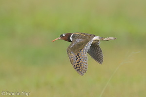 Greater Painted-snipe-120303-109EOS1D-FYAP5372-W.jpg (4443 visits) Greater Painted-snipe at Jurong West Street 22 Greater Painted-snipe-120303-109EOS1D-FYAP5372-W.jpg