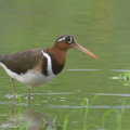 Greater_Painted-snipe-220207-140MSDCF-FRY00153-W.jpg