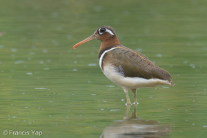 Greater Painted-snipe-220207-140MSDCF-FRY00672-W.jpg (4444 visits) Greater Painted-snipe at Kranji Marshes Greater Painted-snipe-220207-140MSDCF-FRY00672-W.jpg