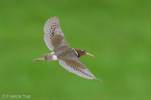 Greater Painted-snipe-250523-107FRYAP-FYA08252-W.jpg (1229 visits) Greater Painted-snipe at Marina East Drive Greater Painted-snipe-250523-107FRYAP-FYA08252-W.jpg