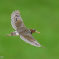 Greater_Painted-snipe-250523-107FRYAP-FYA08252-W.jpg