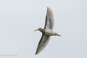 Greater Painted-snipe-251128-136FRYAP-FYA07739-W.jpg