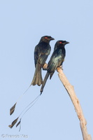 Greater Racket-tailed Drongo-120209-110EOS7D-IMG_5053-W.jpg (4216 visits) Greater Racket-tailed Drongo at Mount Faber Greater Racket-tailed Drongo-120209-110EOS7D-IMG_5053-W.jpg