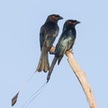 Greater_Racket-tailed_Drongo-120209-110EOS7D-IMG_5053-W.jpg