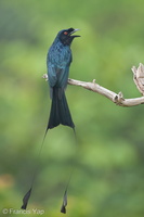 Greater Racket-tailed Drongo-130328-106EOS1D-FY1X0385-W.jpg (4569 visits) Greater Racket-tailed Drongo at Jelutong Tower Greater Racket-tailed Drongo-130328-106EOS1D-FY1X0385-W.jpg