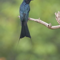 Greater_Racket-tailed_Drongo-130328-106EOS1D-FY1X0385-W.jpg